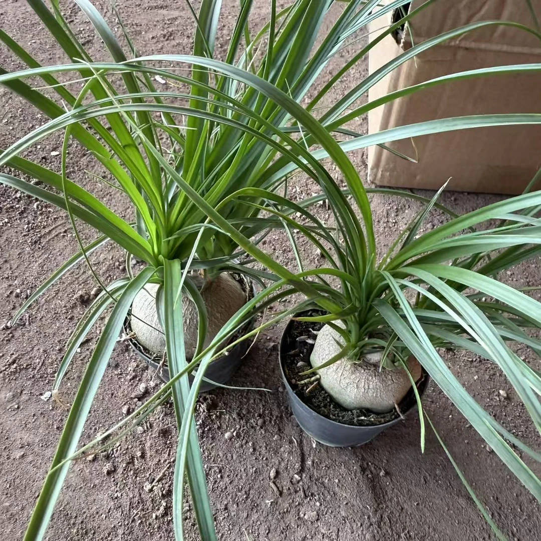 酒瓶兰多头5-7cm4颗 仙人球夏型种绿植盆栽桌面阳台