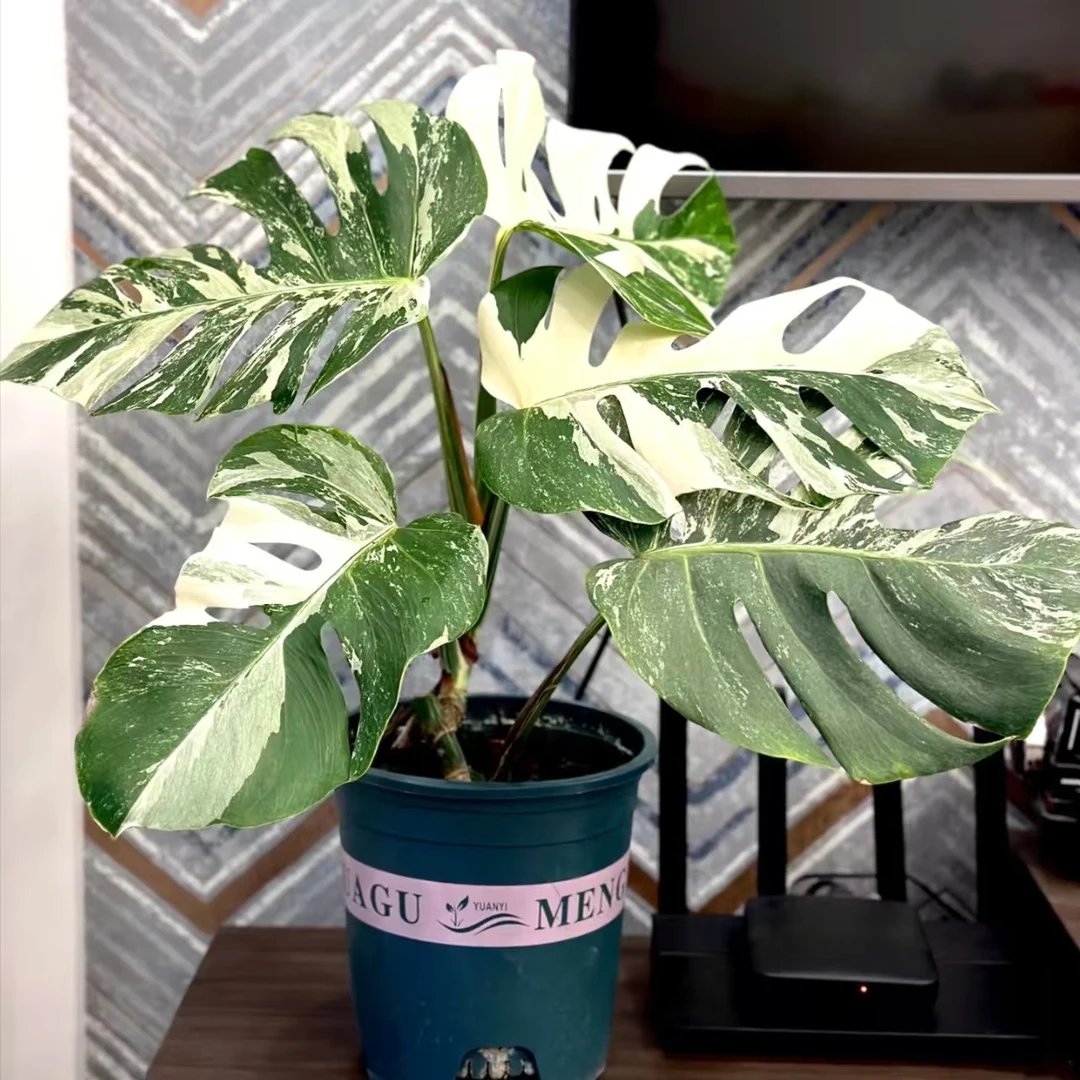 龟背竹白 室内绿植盆栽阳台观叶植物