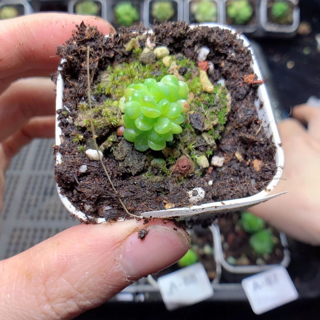 无花朵Q23月英语英语英语英语