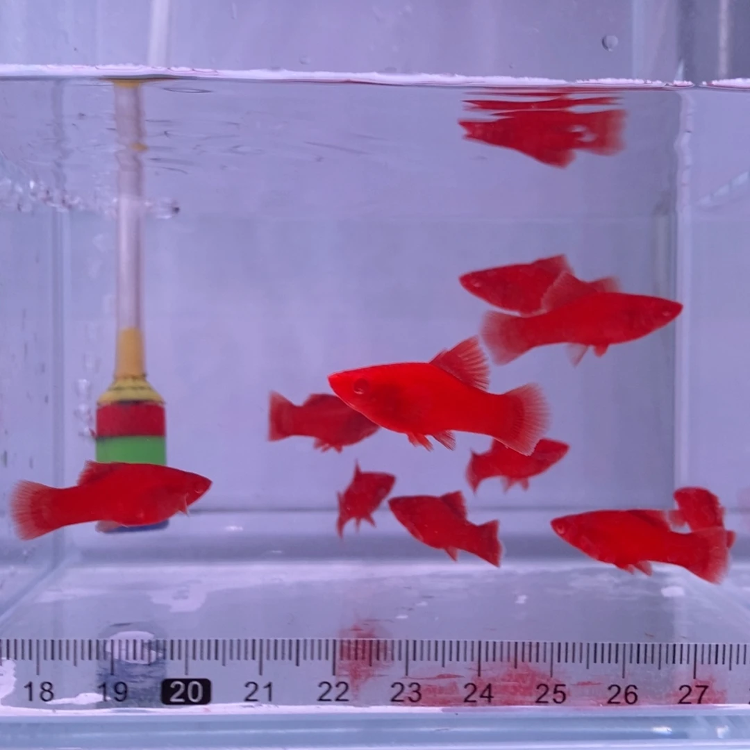 红剑鱼菊花帆红剑鱼苗10条