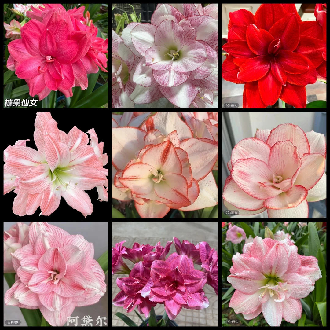 【混球】朱顶红重瓣种球室内外盆栽花卉种植