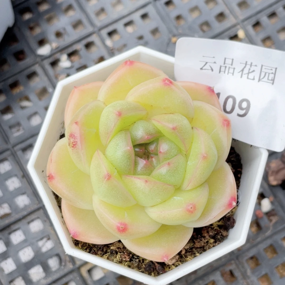 109号糖心冰心珍妮 M100