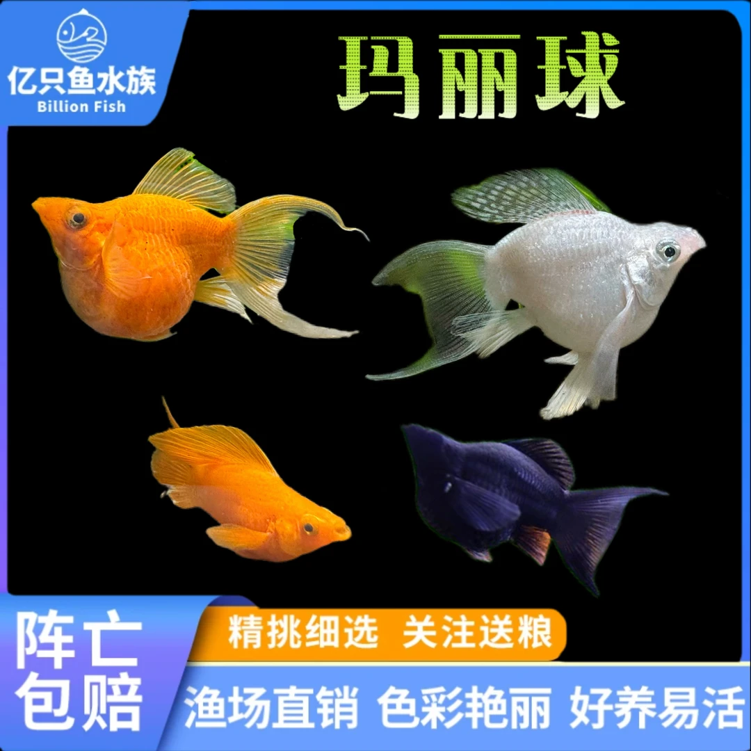 好养耐活玛丽球鱼胎生小型热带四色混搭观赏鱼活体易繁殖