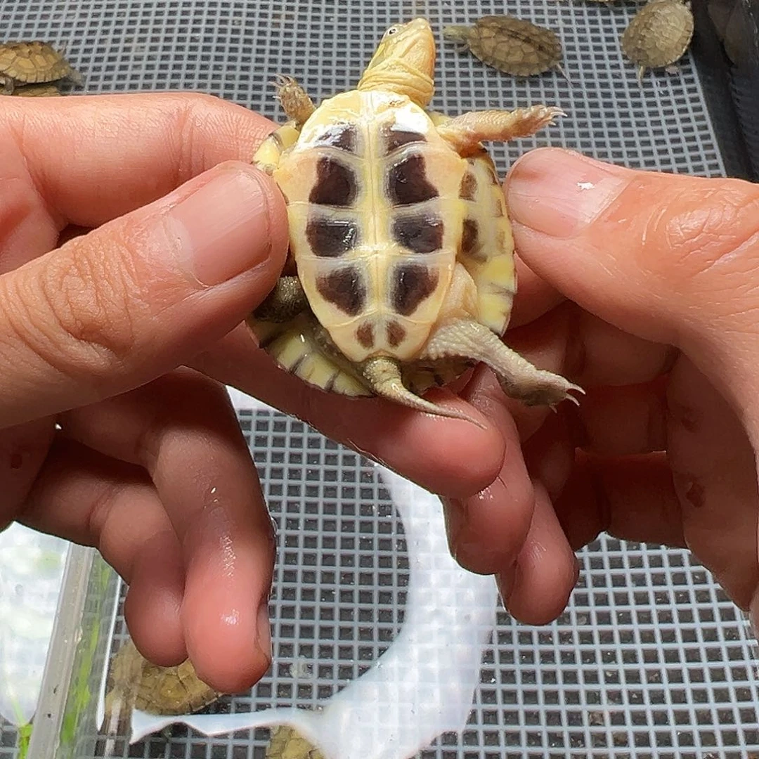 母绿毛龟缘***.3号 38