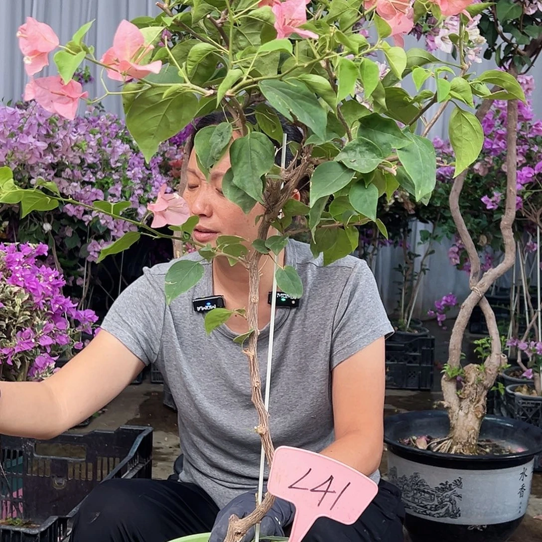 银***生大部分花苞少量开放L41不甜