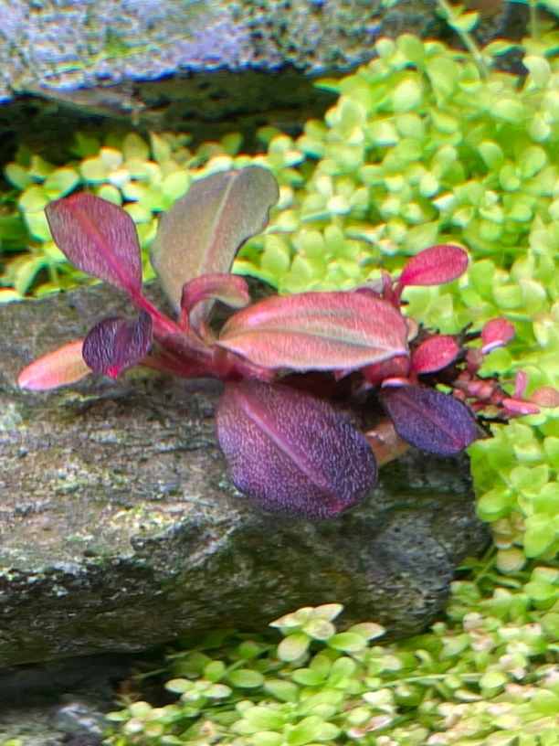 雅典娜辣椒榕 辣椒榕水草 阴性水草 红色水草