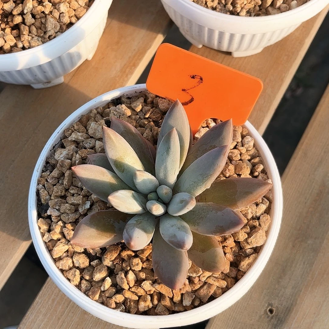 哥特3号码牌子的话题了