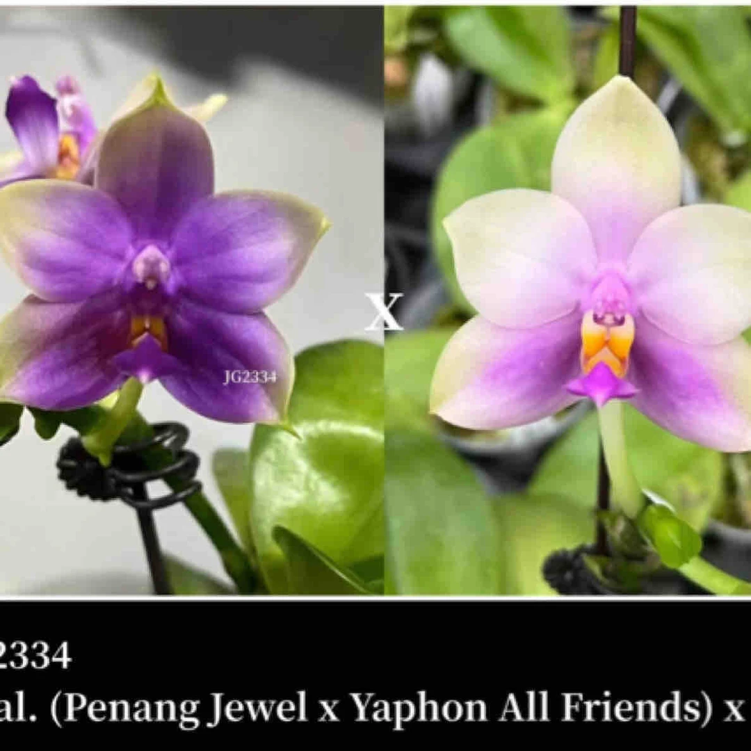 花农杰哥原生种珍奇类蝴蝶兰直播用链接JG2334槟城宝石交雅风朋友