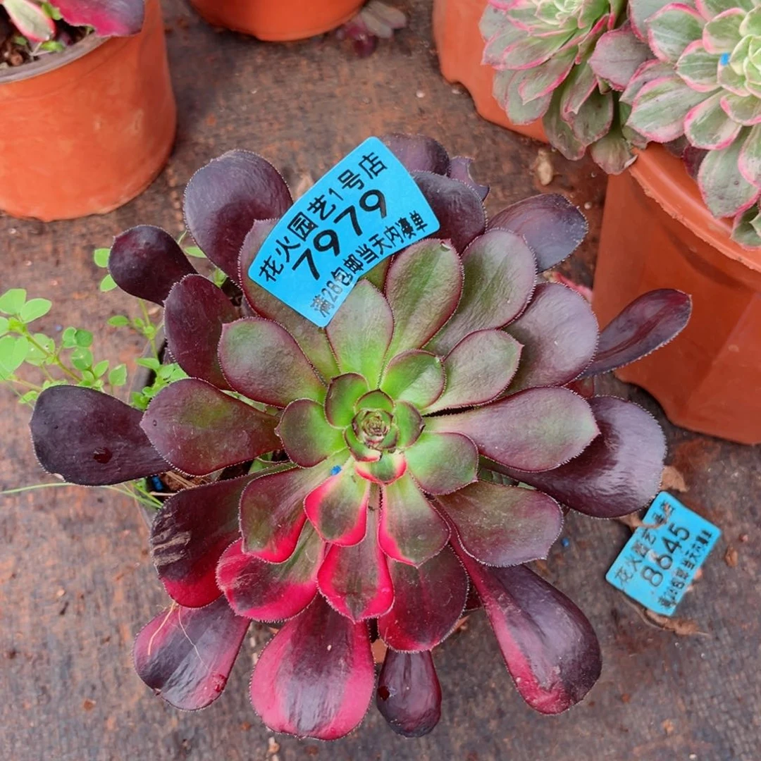 汐*花蝴蝶7979多肉植物