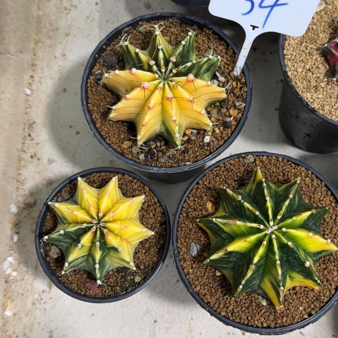 实生肋骨锦福利喽