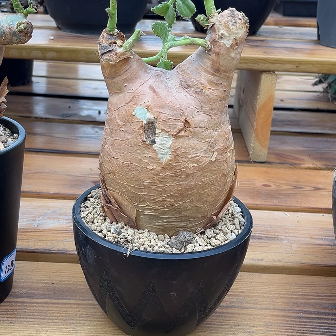 精品安哥拉葡萄翁，10.5公分