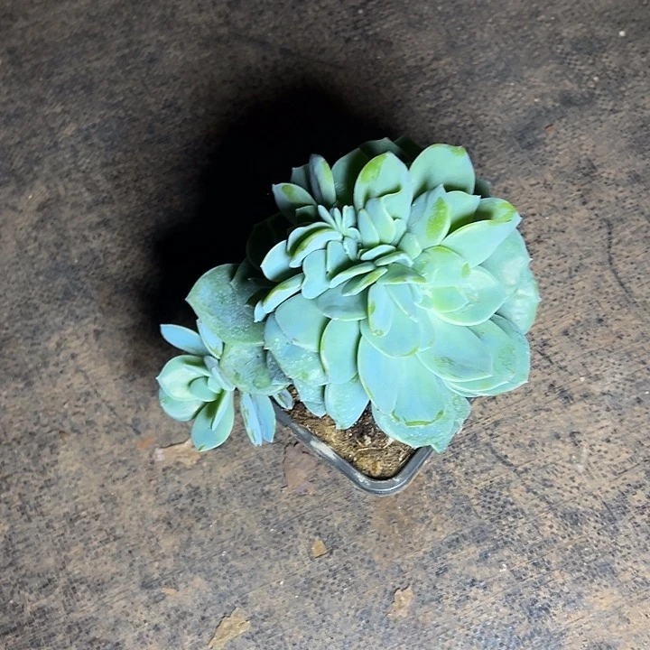 糖****白凤群生缀化多肉