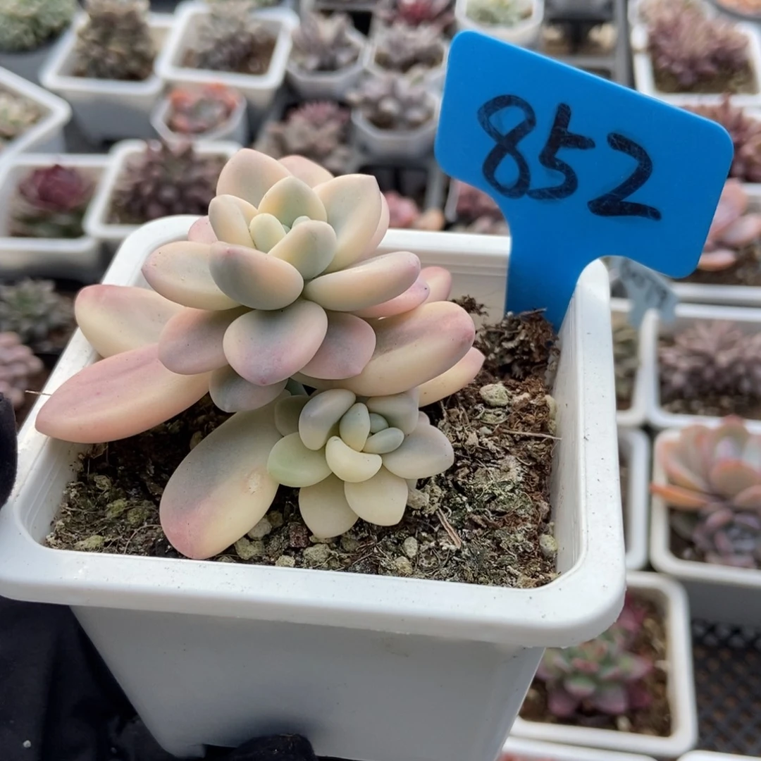 852洛神锦多肉植物