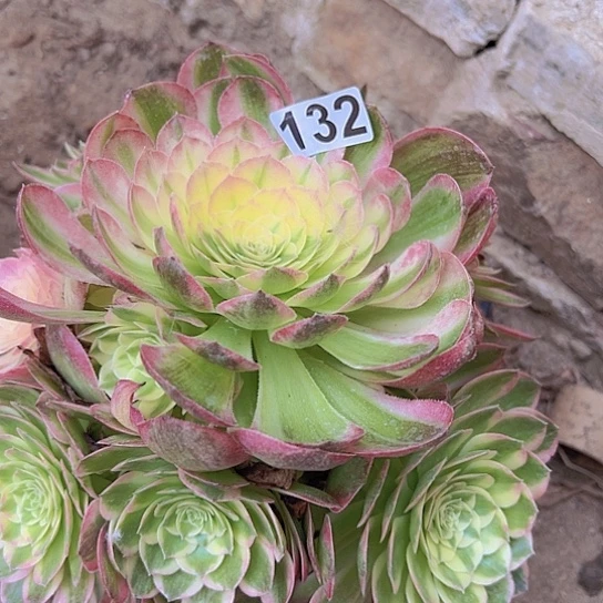 饭***饭多肉植物一个法师