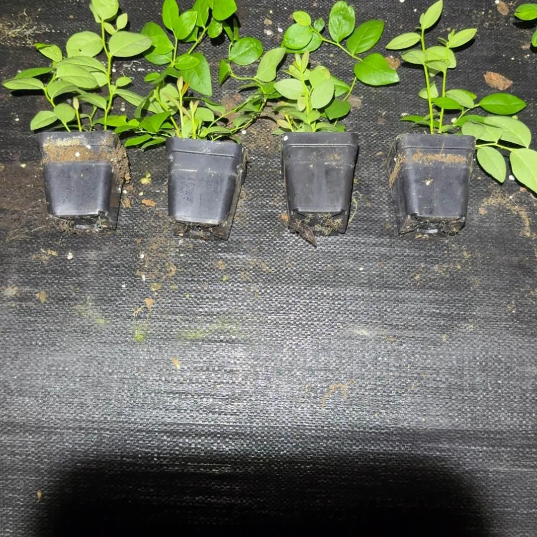 小杯F6四颗装（无售后）