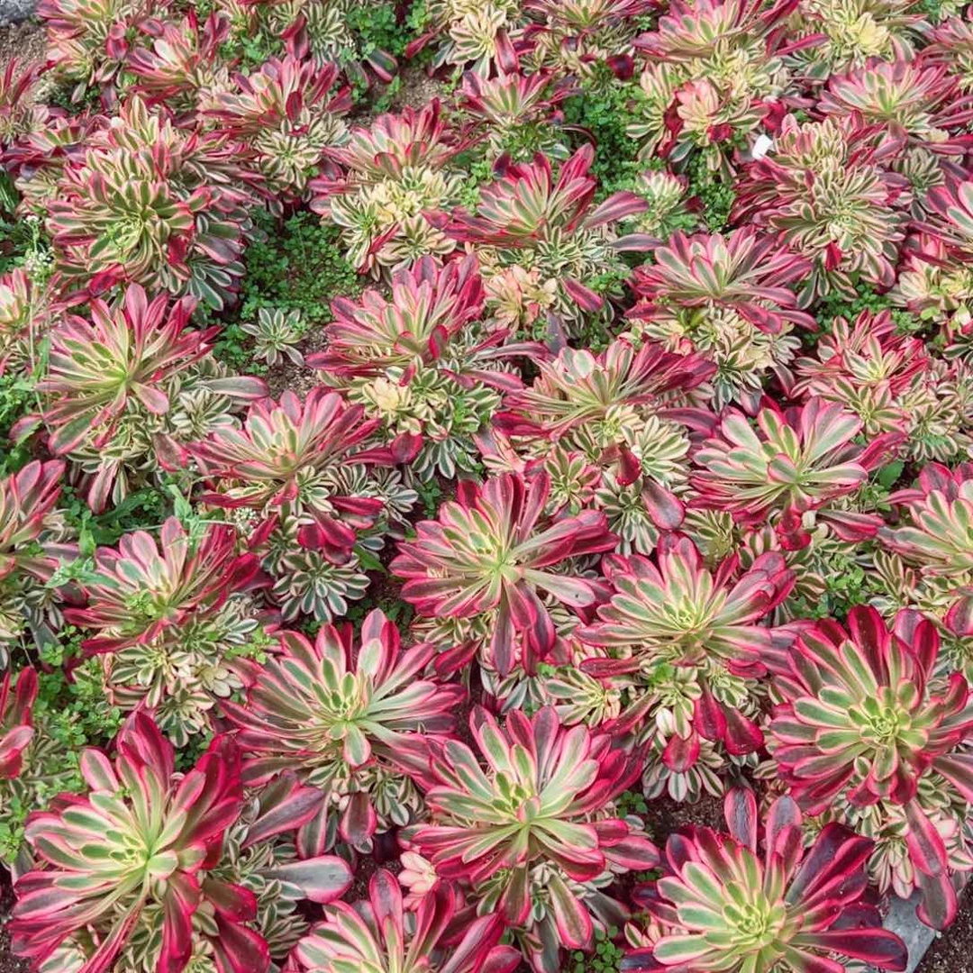 美杜莎手捧多肉植物叶展18-20