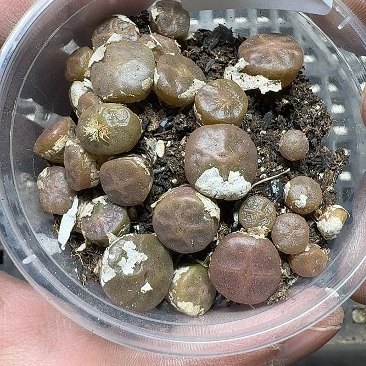 118多肉植物多肉植物