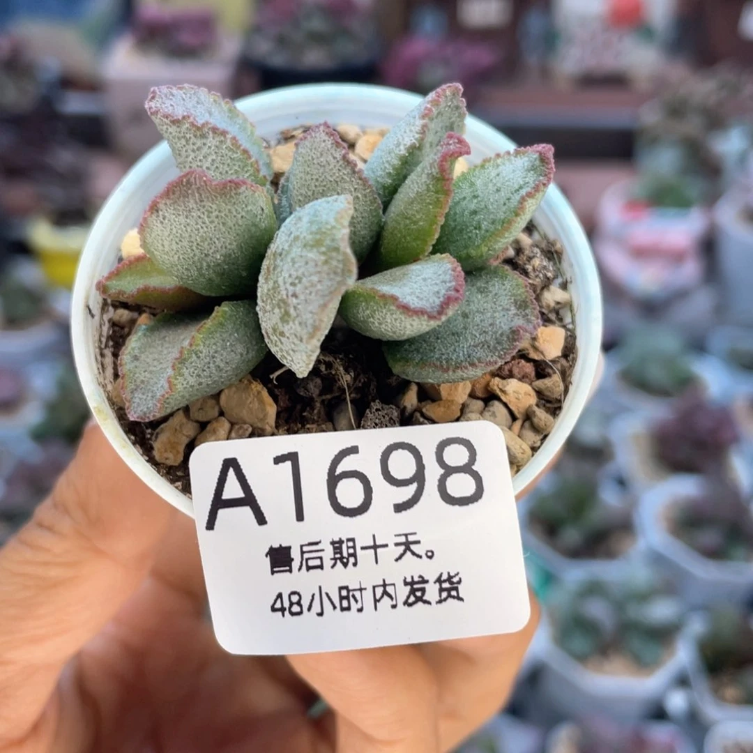 福利。  1698。