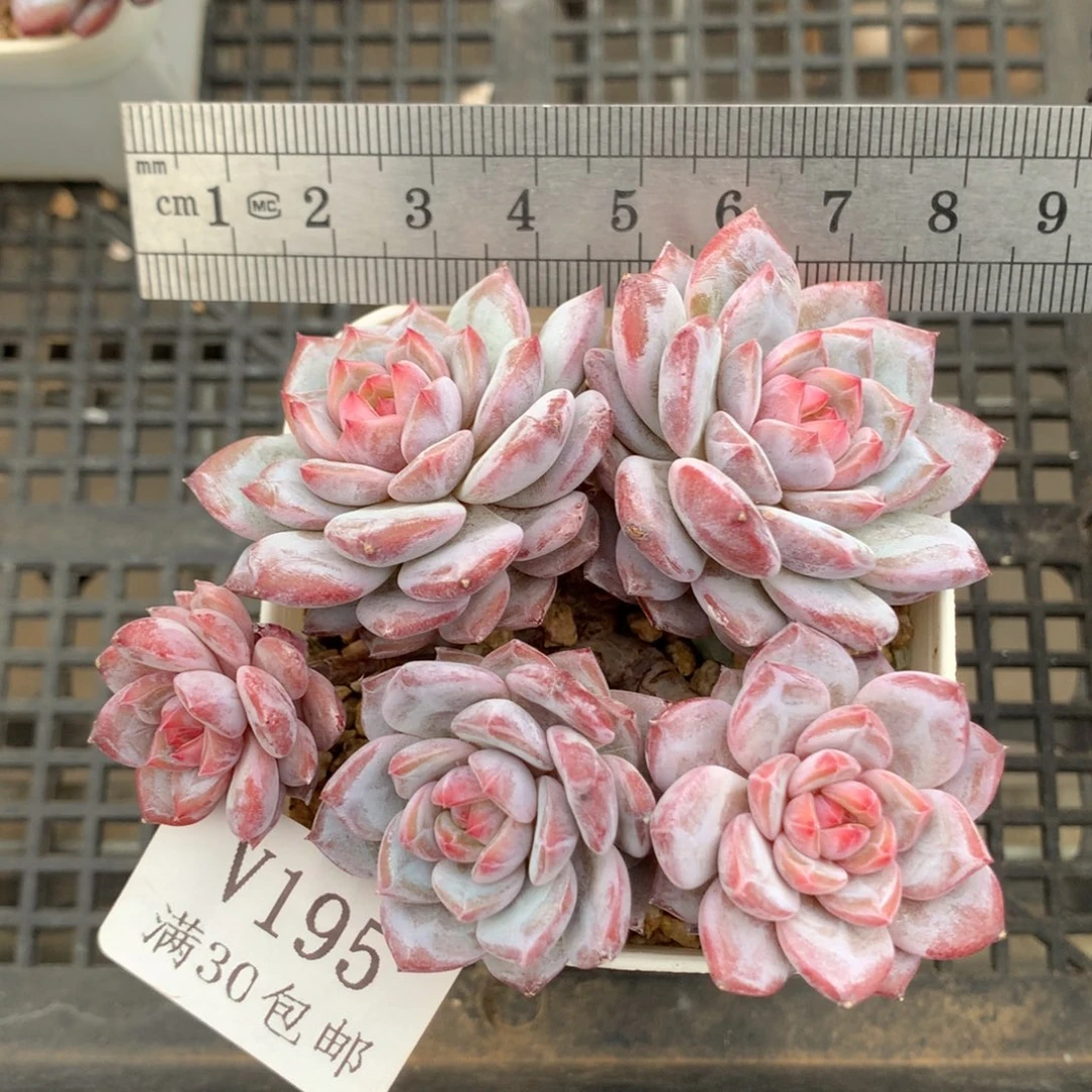 195。老桩玉芙蓉五头整桩群。