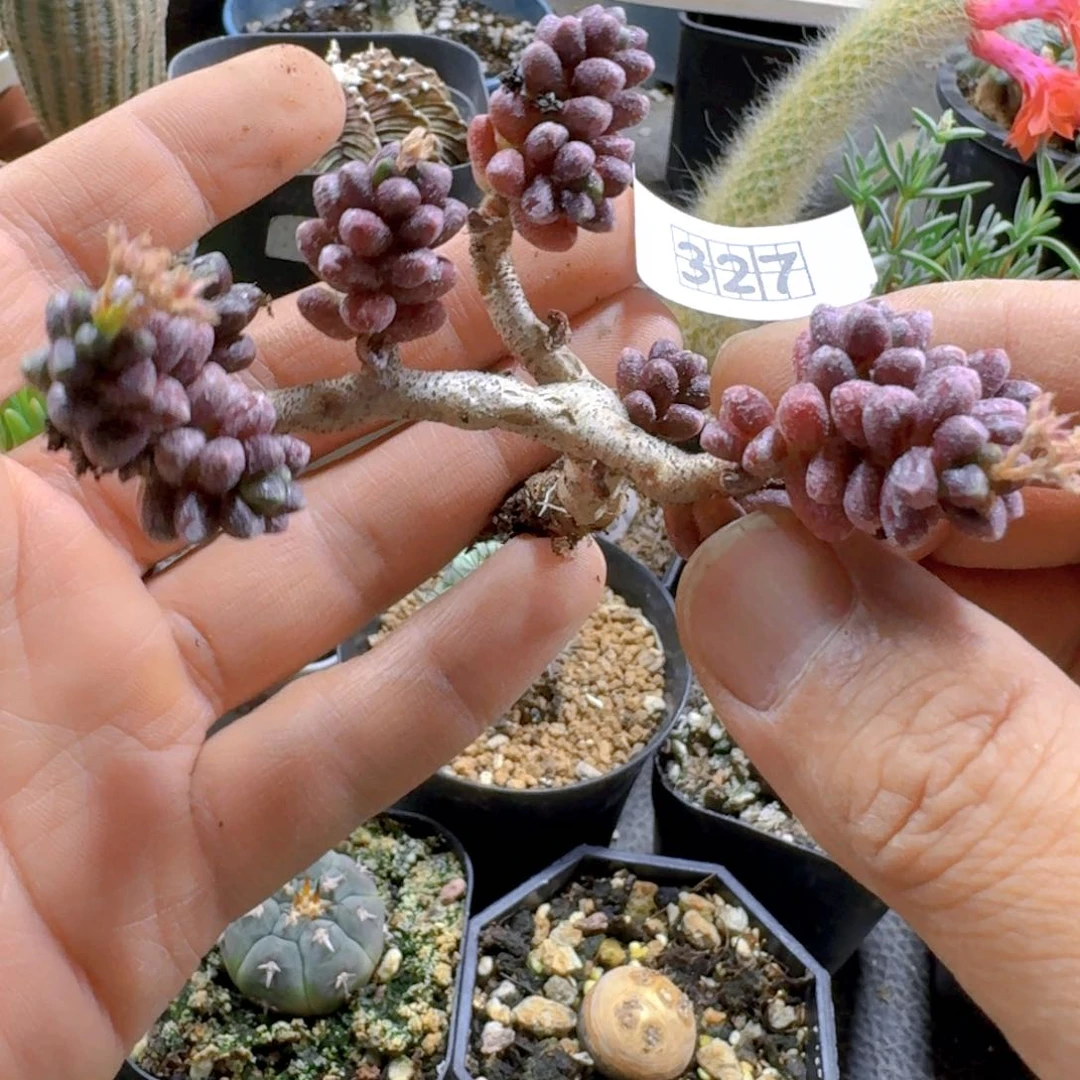 327寿桃青锁龙脱土发货