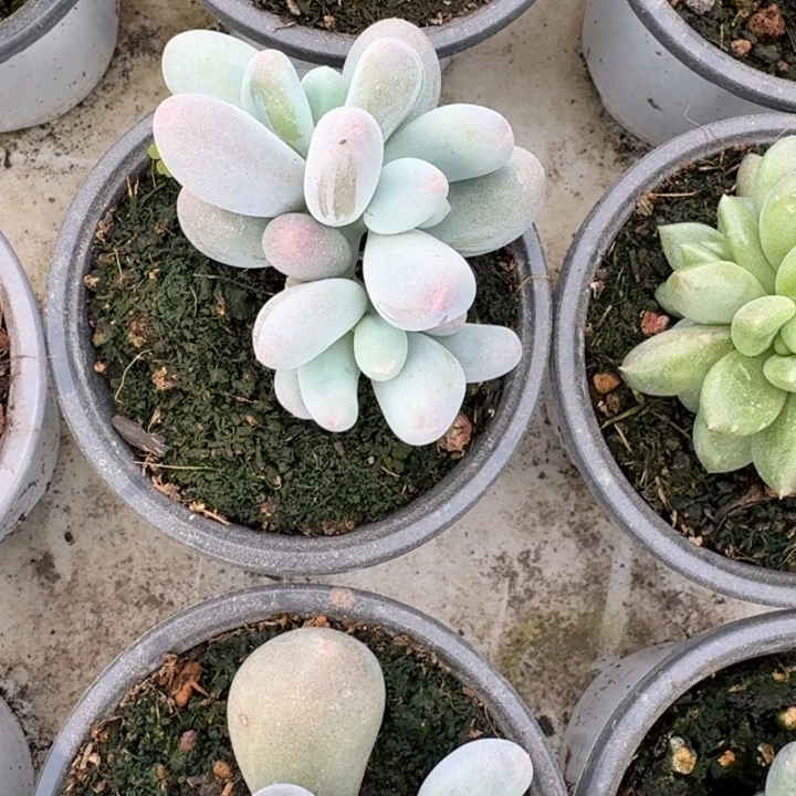 三头米可奶新号福利价