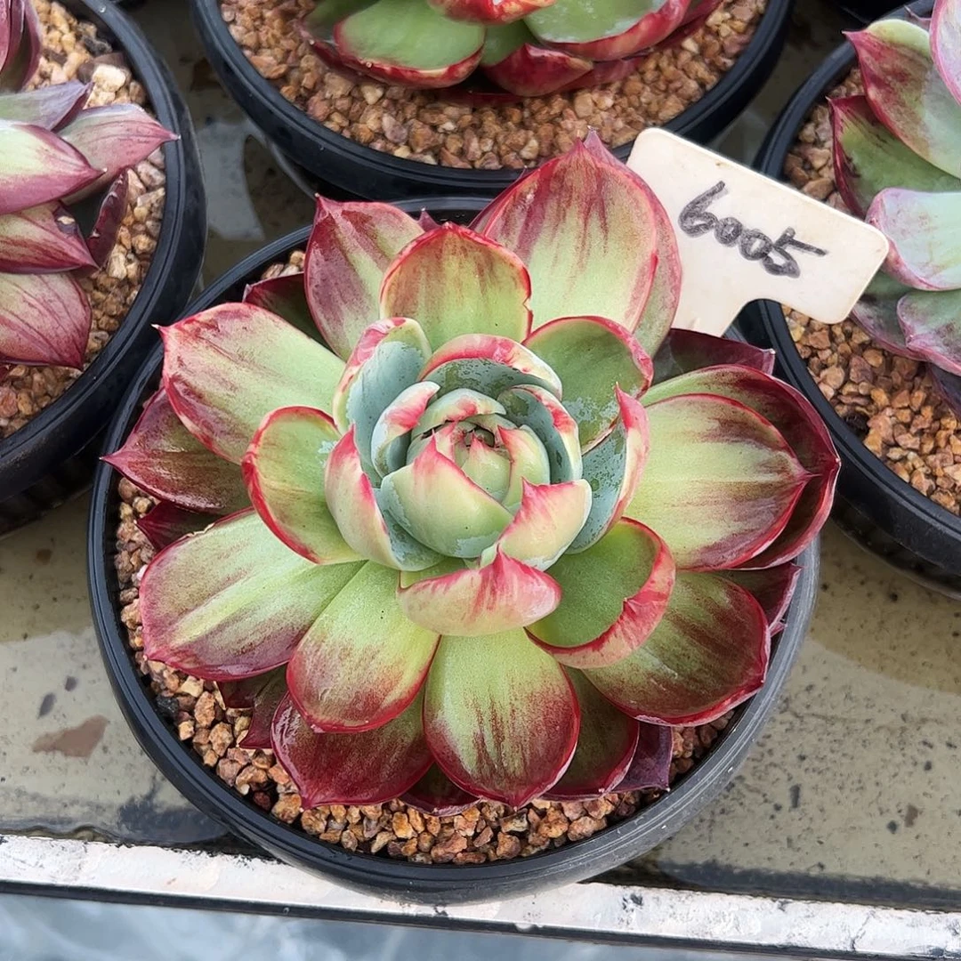 素***颜惊鸿仙子一物一拍6005号