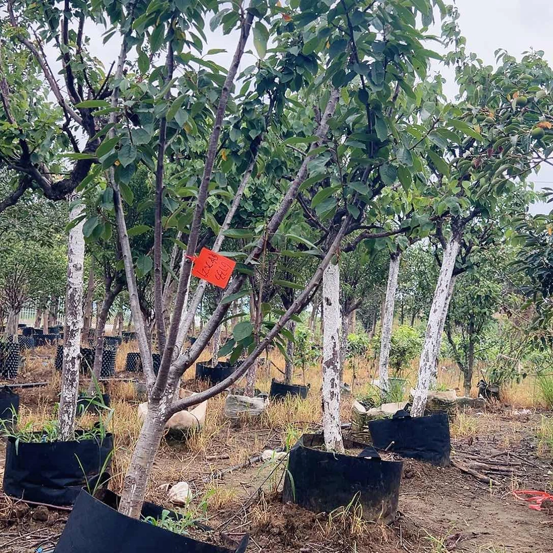 刚刚哈哈哈哈哈嘎嘎姑父东哥和建辉个