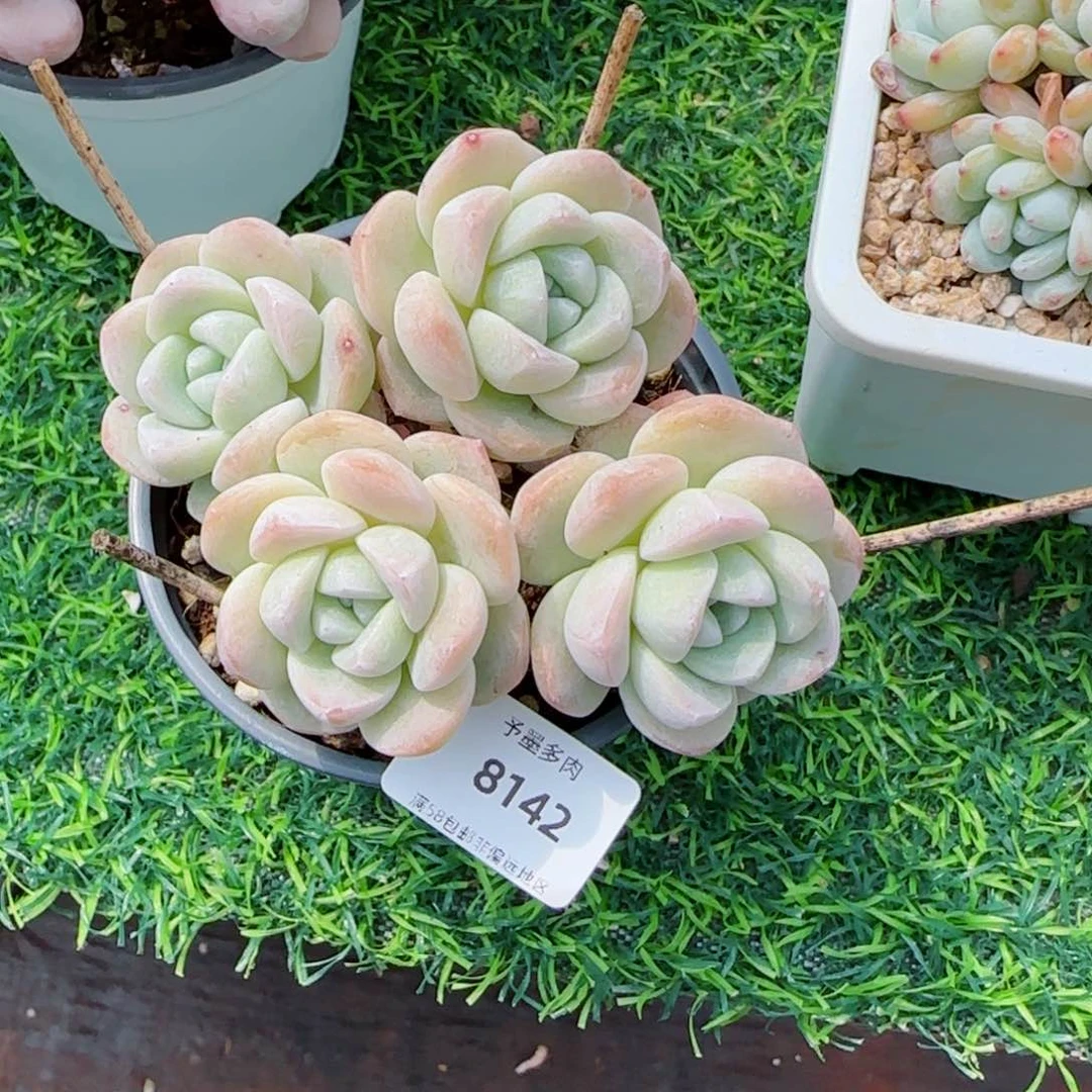 长杆冰玉，8142多肉植物