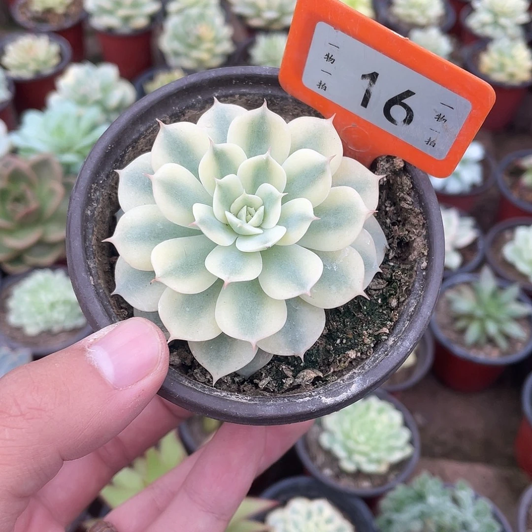 雪域白锦16号多肉植物