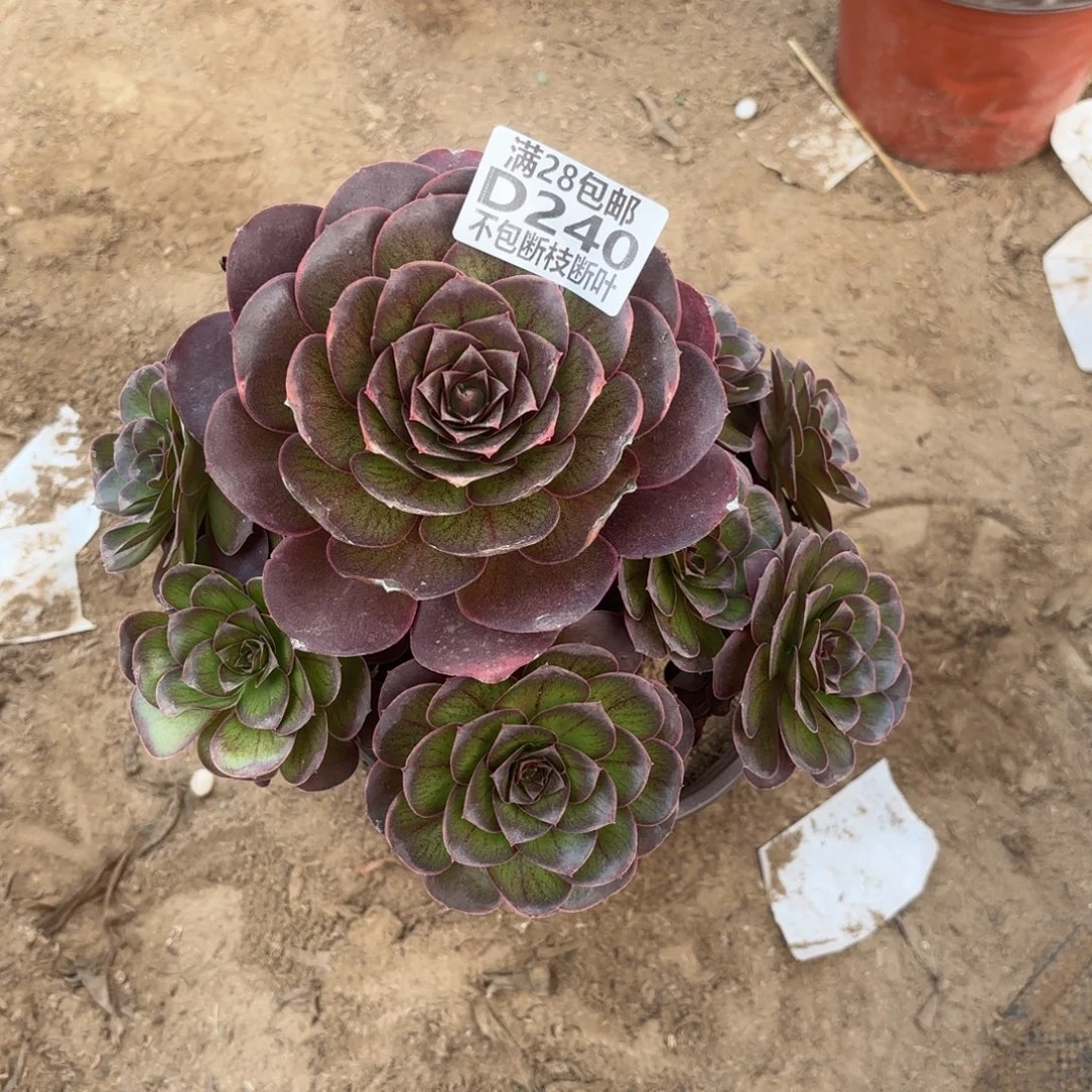 N. 240魅金玫瑰多肉。cad