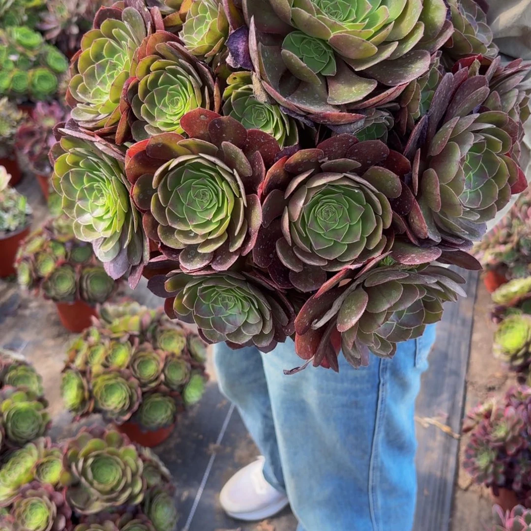 无花朵275多肉植物捧花