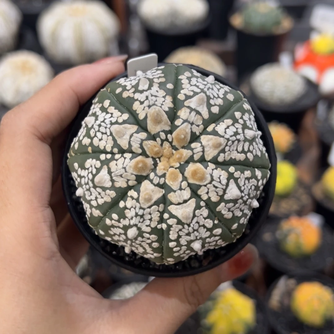 $****$三七 实生v兜 一物一拍