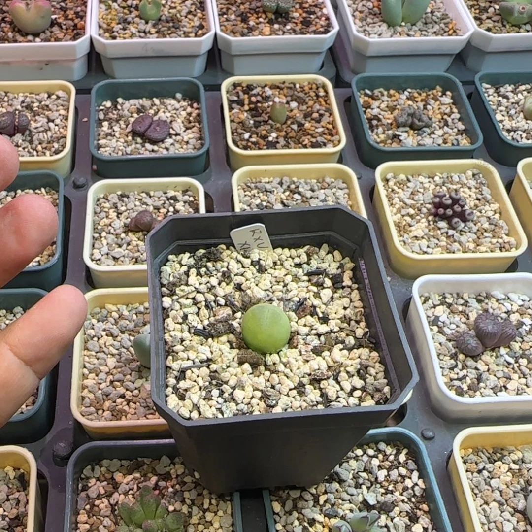 草莓慕斯f2代多肉植物