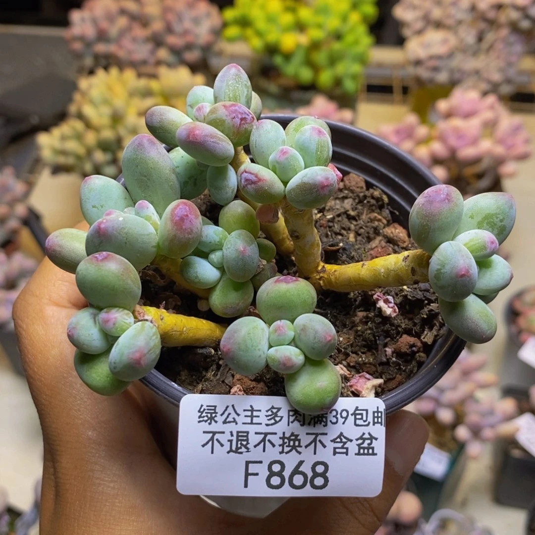 868苹果奶多肉7cm