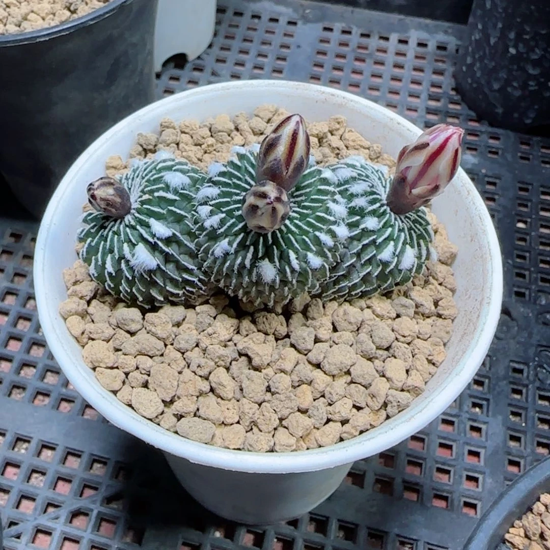 已*置刺缀精巧殿多肉