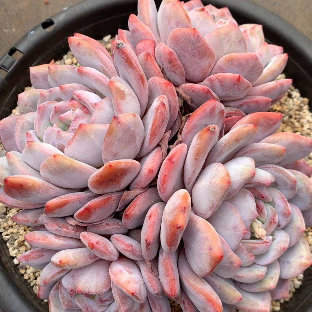 橙梦露橙梦露橙梦露