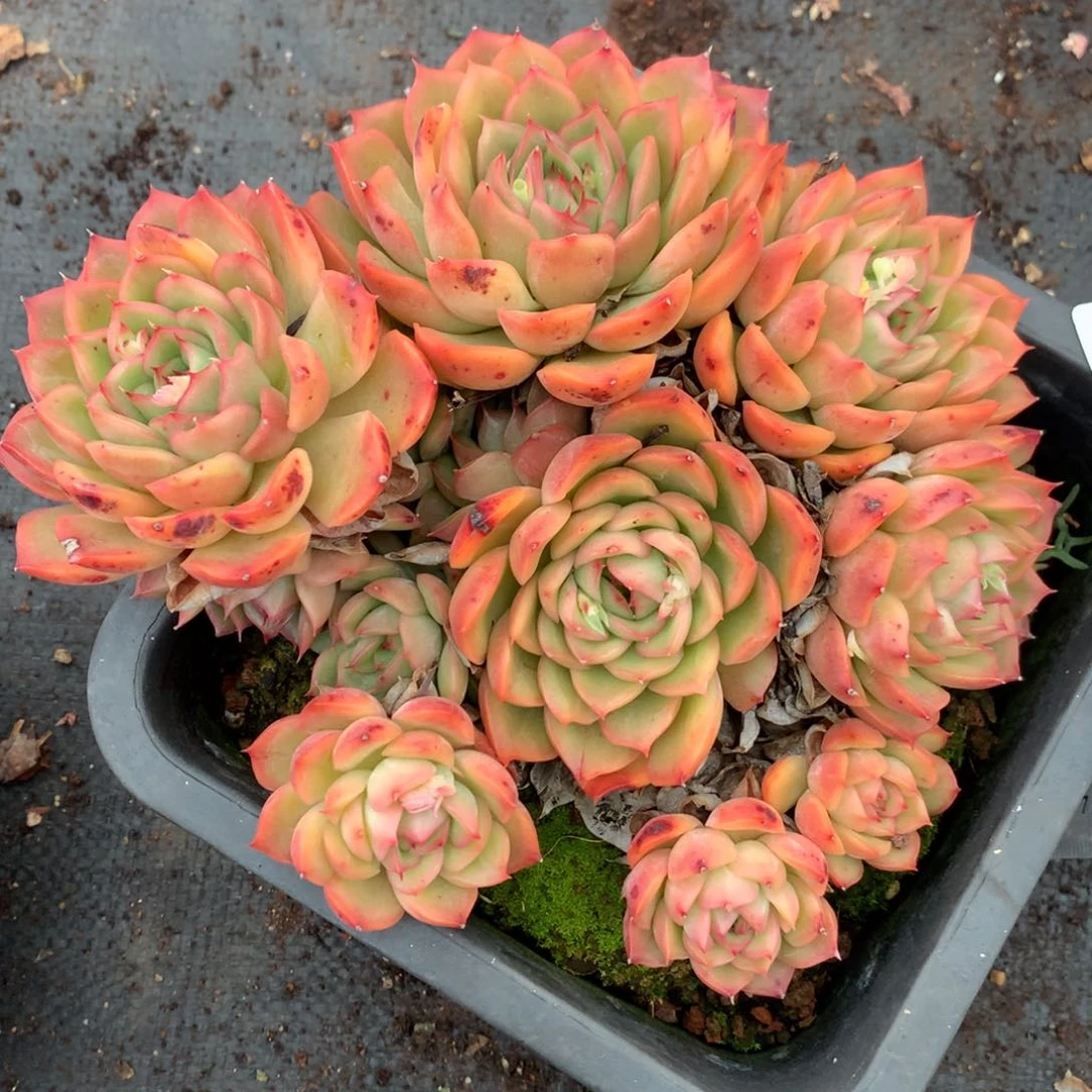 5663有叶伤特价杂交多肉