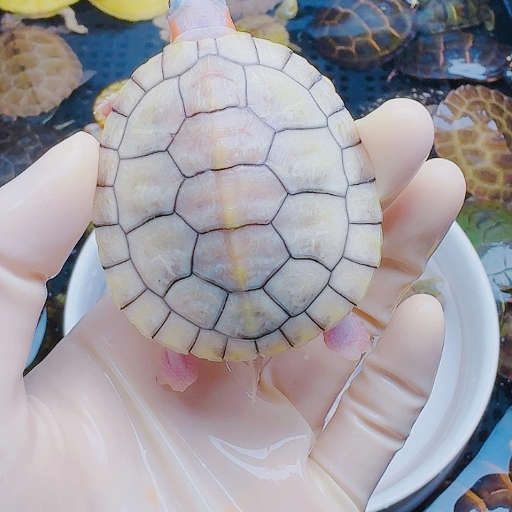 粉***合绿毛龟母222222222222