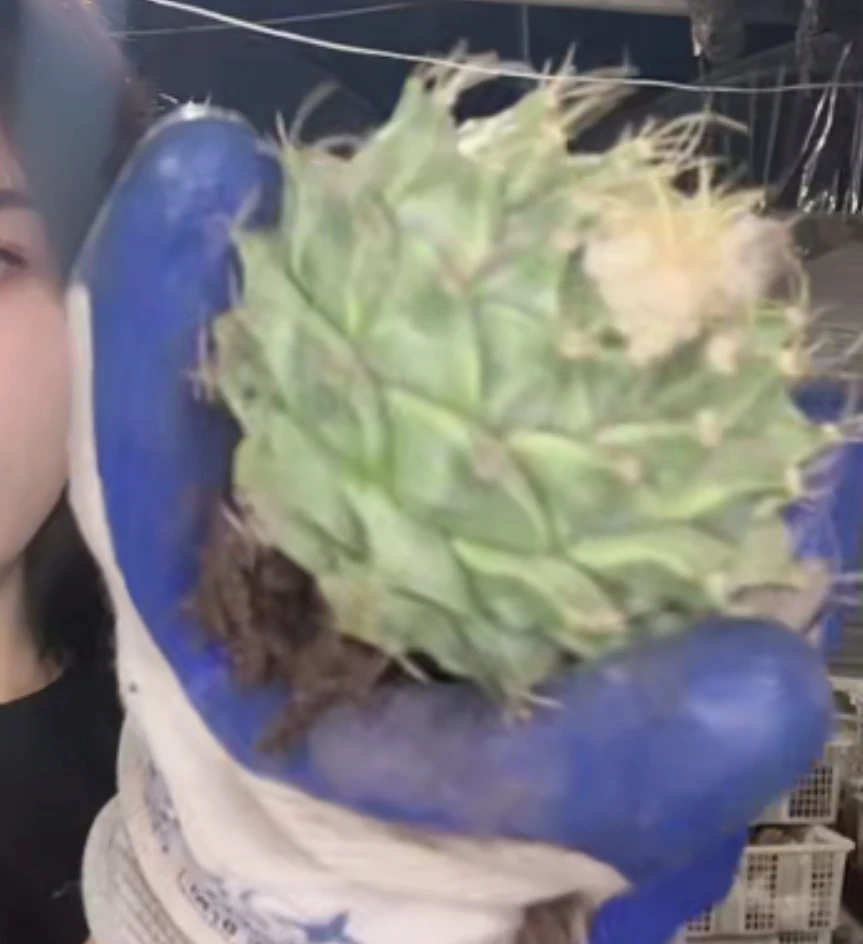 二妹园艺【 帝冠  嫁接落地根 】脱土随机发货