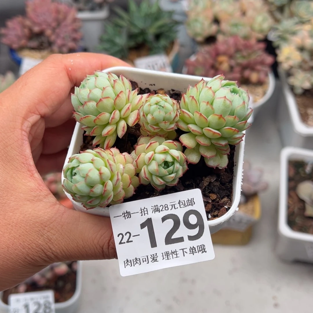 小红船多肉多肉多肉多肉多肉多肉