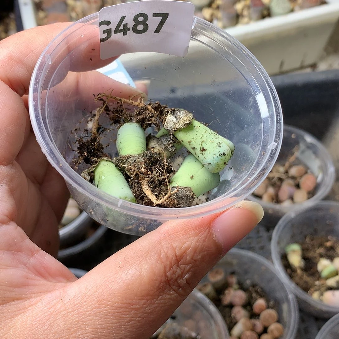 双**耳G487多肉植物保护