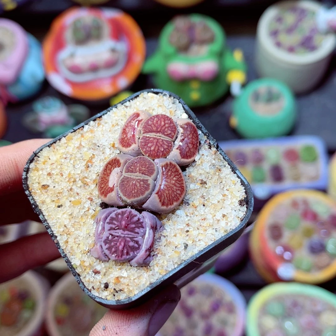 476生石花带盆发