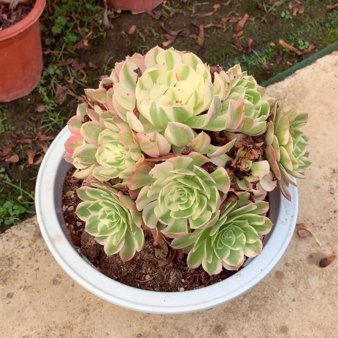 海王捧花，两颗包邮