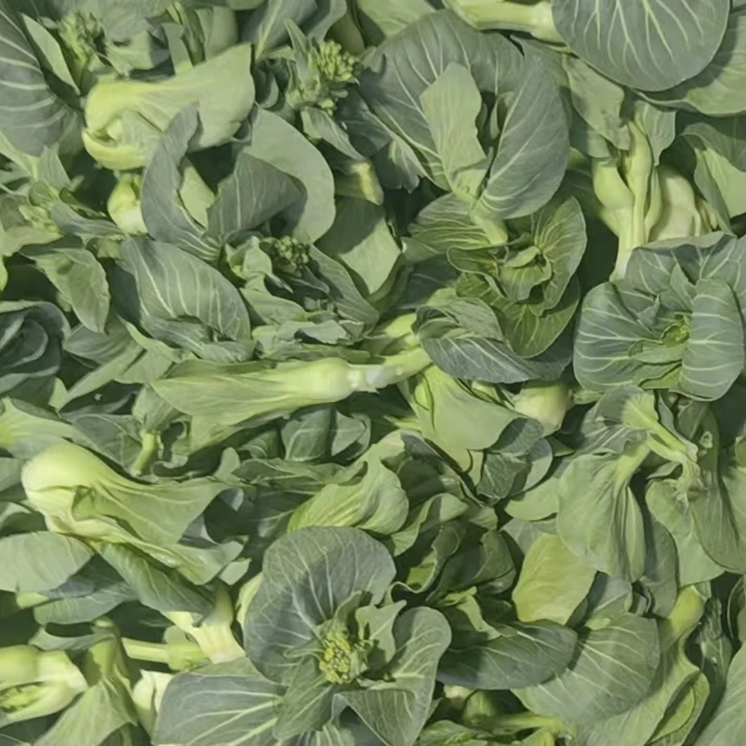 苏州青头茬菜苔净重3斤，送几根香菜