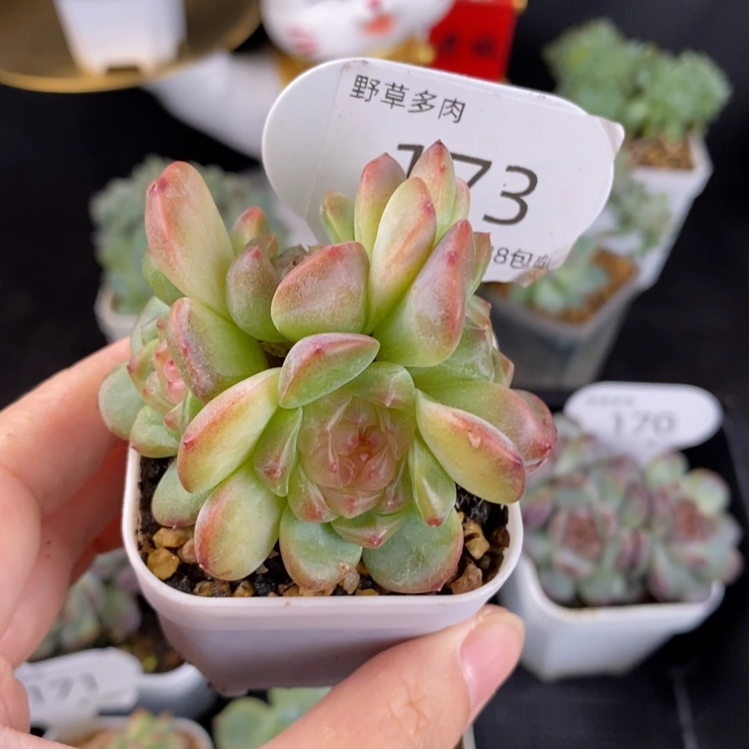 秃子甜心四头群173号