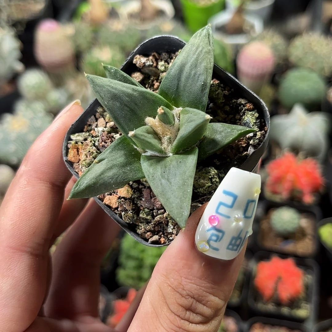 不***愿108899一物一拍单头发货