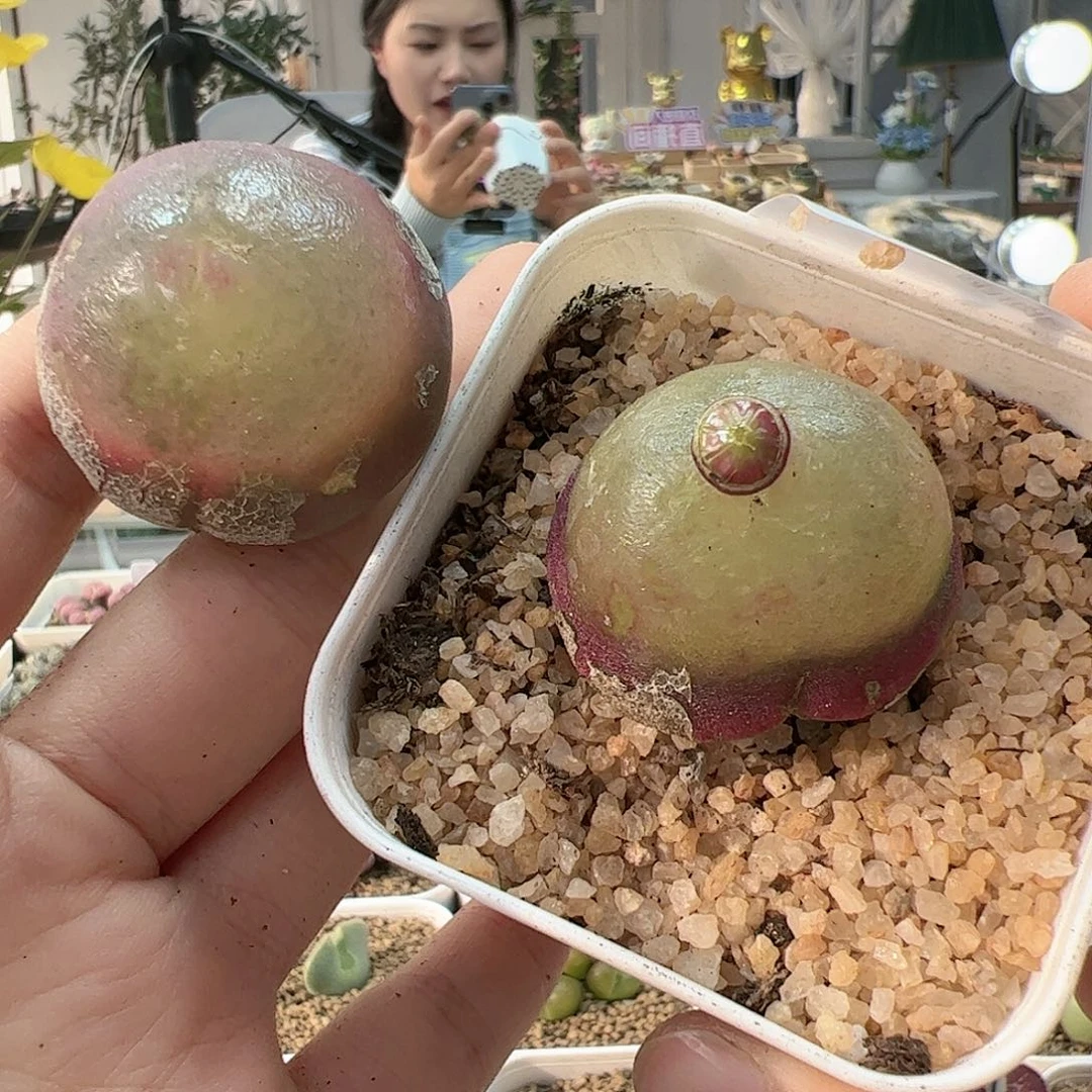 【闪购商品】52 一起
