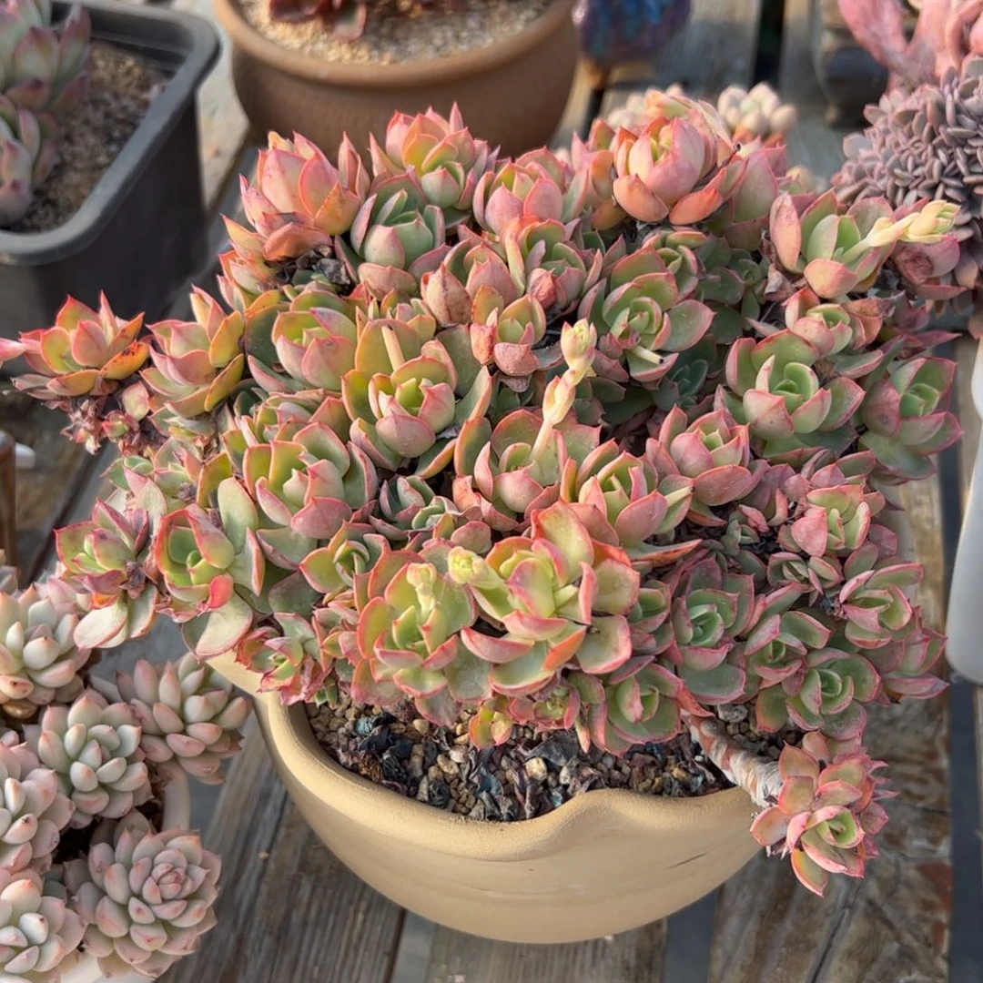 多肉有伤38 零零多肉植物