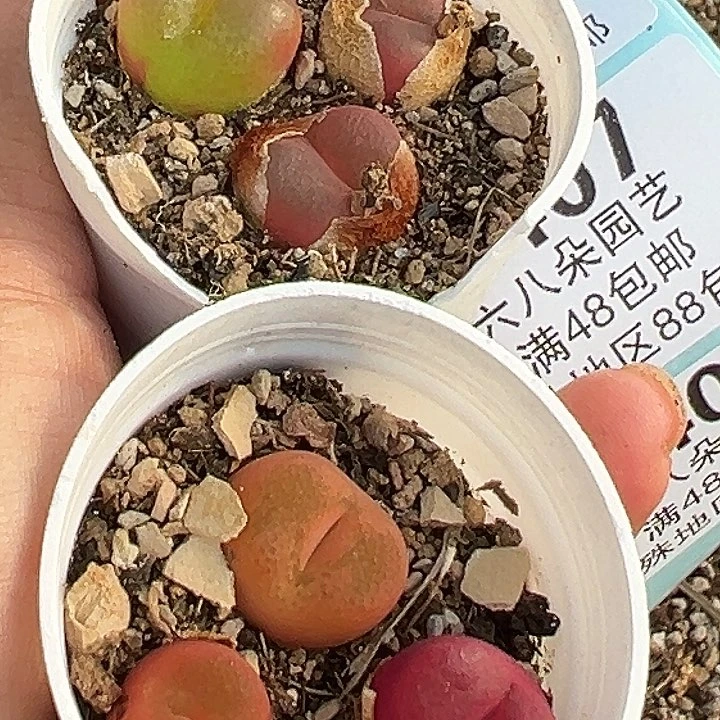 405号毛汗尼2盆多肉植物