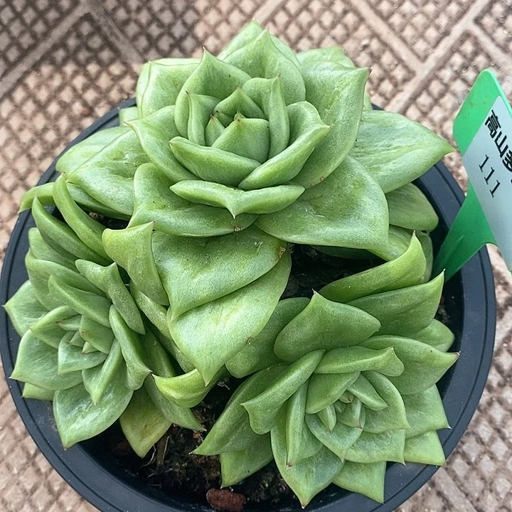 111-直播福利  蔷薇